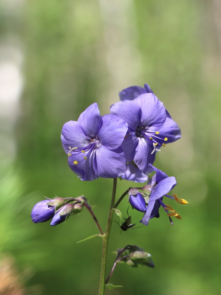 Изображение особи Polemonium campanulatum.