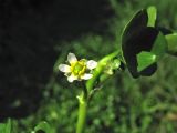 Ranunculus hederaceus. Верхушка побега с цветком. Нидерланды, провинция Дренте, деревня Лоон, дренажная канава. 21 мая 2011 г.