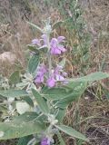 Phlomis thapsoides