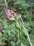 Antennaria dioica