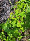 Rubus occidentalis