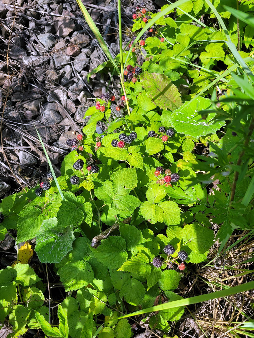 Изображение особи Rubus occidentalis.