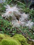 Dryas punctata. Плодоносящие растения. Кольский п-ов, Хибины, задернованная осыпь у подножия горного массива с северо-запада от оз. Малый Вудъявр. 12.08.2010.