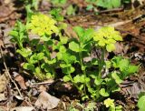 Chrysosplenium pseudofauriei