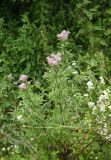 Eupatorium cannabinum