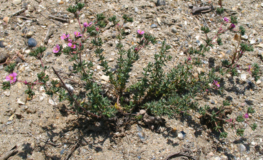Image of Frankenia hirsuta specimen.