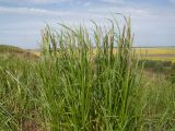 Calamagrostis pseudophragmites. Верхушка цветущего растения. Краснодарский край, Темрюкский р-н, юго-восточный склон горы Дубовый Рынок, приречный луг. 13.05.2017.