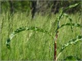 Rumex crispus