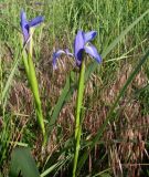 Iris notha