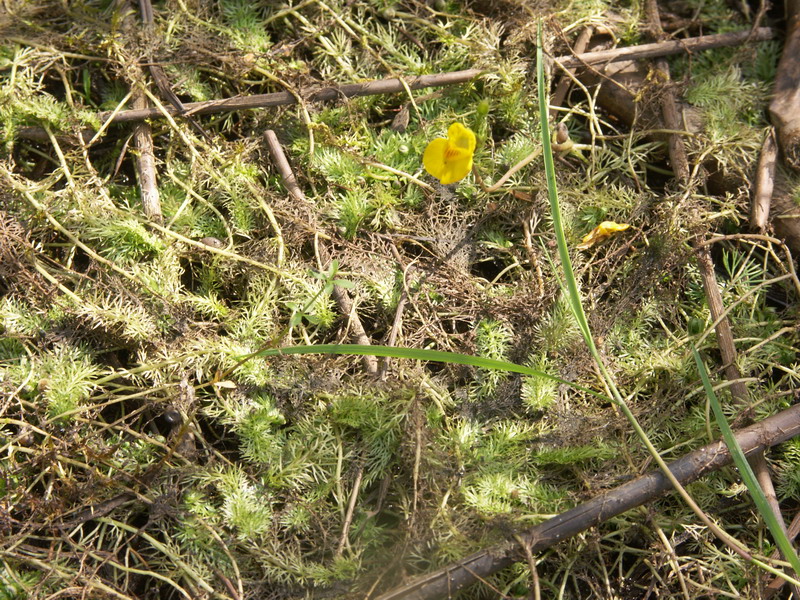 Изображение особи Utricularia intermedia.