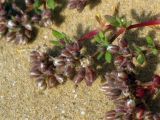 Polycarpon succulentum. Побеги с нераспустившимеся соцветиями. Израиль, пески на окраине г. Холон. Апрель 2012 г.