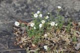 Cerastium arvense