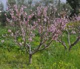 Persica vulgaris разновидность nectarina. Цветущие деревья. Греция, Халкидики, с. Псакудия (Ψακούδια), в культуре. 21.03.2013.