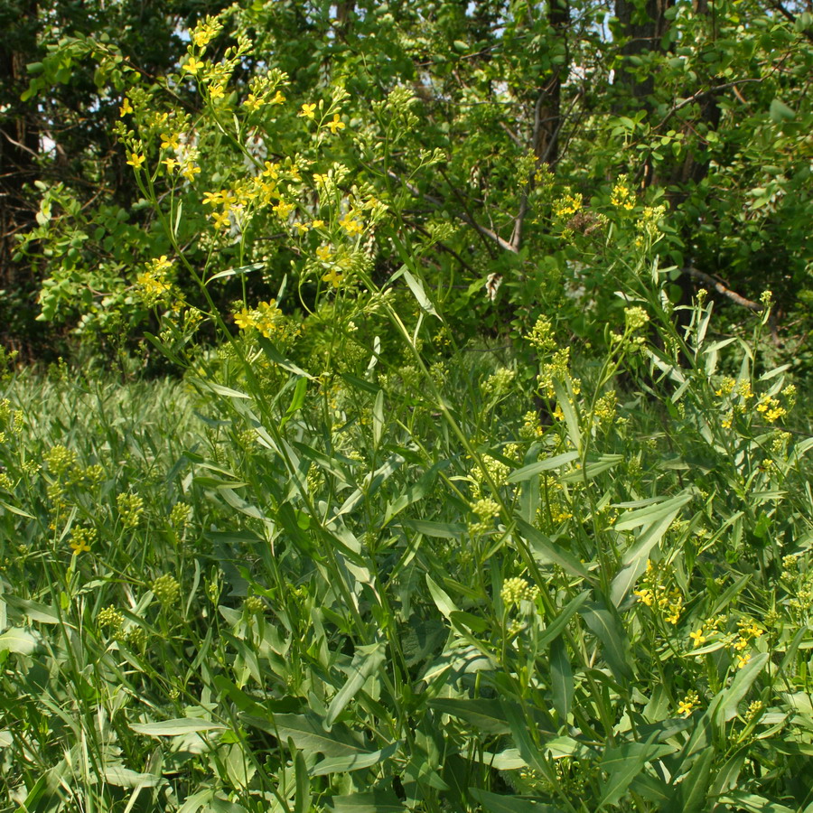 Гулявник волжский (Sisymbrium volgense)