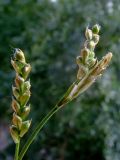 Carex lancibracteata