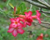 Adenium obesum