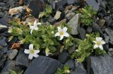 Cerastium undulatifolium