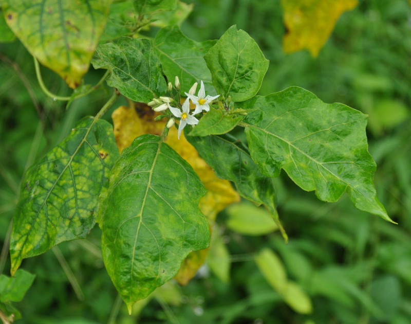 Изображение особи Solanum torvum.