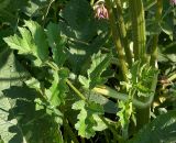 Heracleum sphondylium