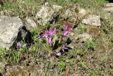 Erythronium sibiricum