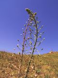 Eremurus soogdianus