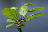 Frangula alnus