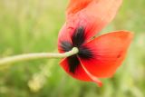 Papaver laevigatum