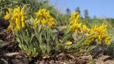 Genista humifusa