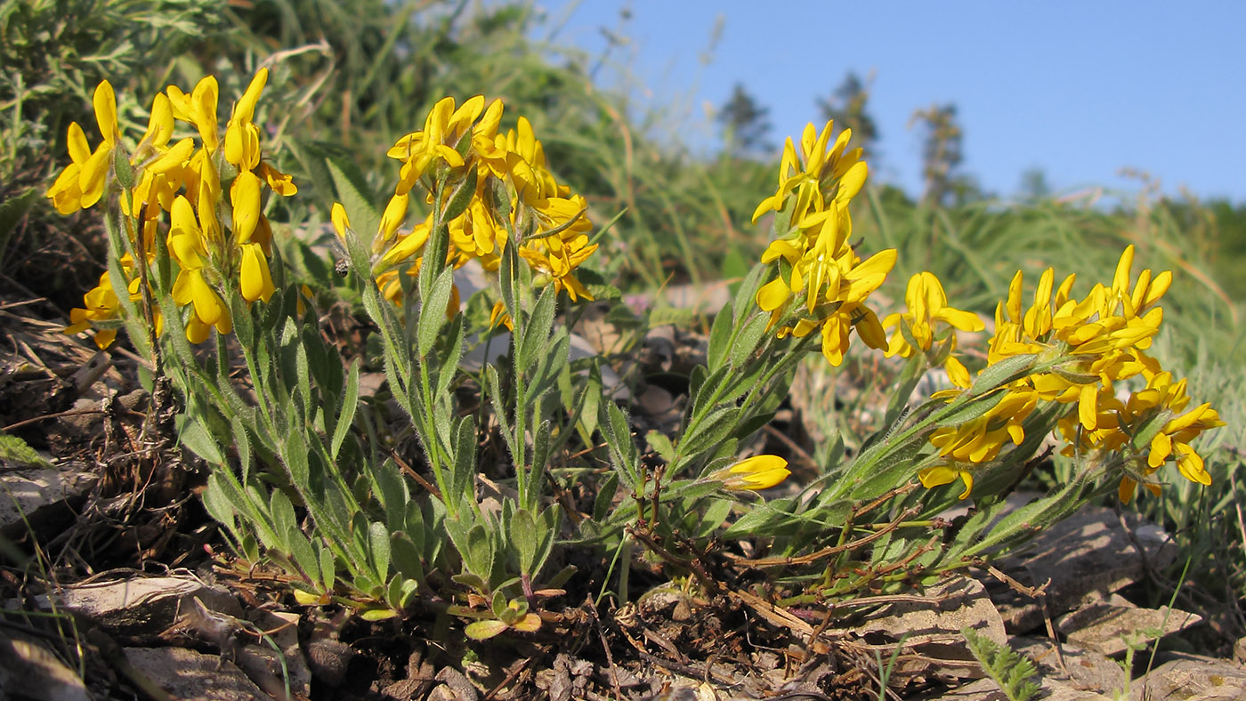 Изображение особи Genista humifusa.