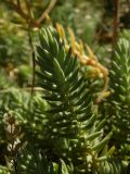 Sedum reflexum