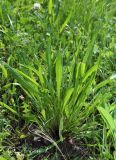 Plantago lanceolata. Расцветающее растение. Молдова, Страшенский р-н, с. Каприяна, свежая грабовая дубрава. 25.05.2014.