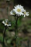 Achillea ageratifolia