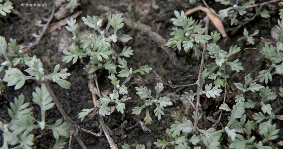 Изображение особи Artemisia santonicum.