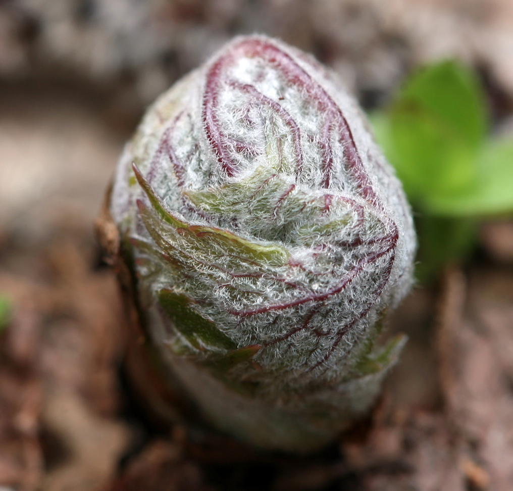 Изображение особи Aconitum septentrionale.