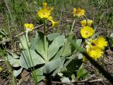 Primula auricula