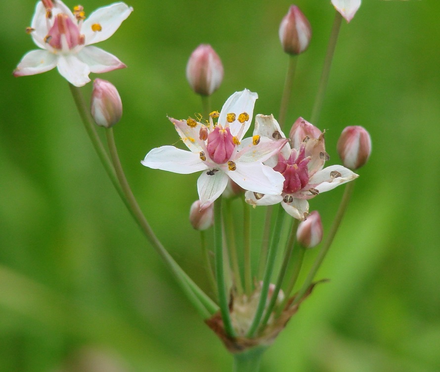 Изображение особи Butomus umbellatus.