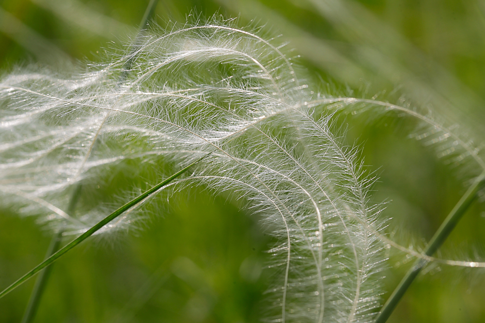 Изображение особи Stipa pennata.