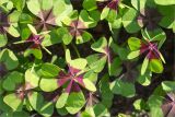 Oxalis tetraphylla. Листья. Санкт-Петербург, Старый Петергоф, парк \"Сергиевка\", цветник с элементами рокария и альпийской горки. 26.06.2016.