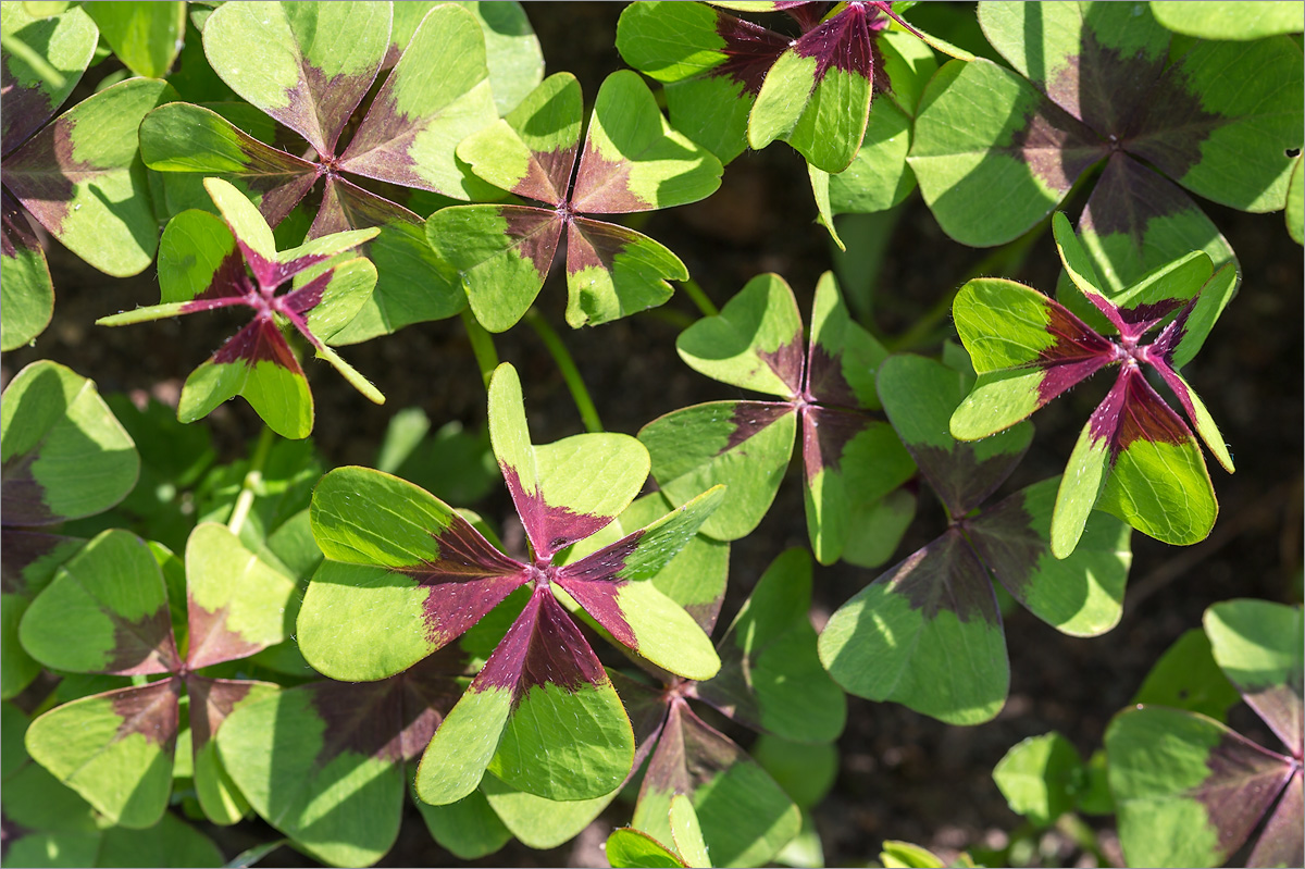 Изображение особи Oxalis tetraphylla.