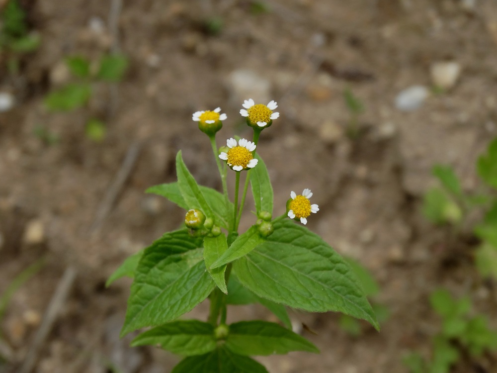 Изображение особи Galinsoga parviflora.