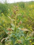 Lactuca serriola