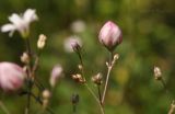 Gypsophila pacifica