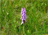 Dactylorhiza maculata