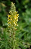 Pedicularis condensata. Верхушка побега с соцветием. Северная Осетия, Ирафский р-н, долина р. Гебидон, ≈ 2500 м н.у.м., альпийский луг. 07.07.2016.