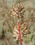 Astragalus ponticus