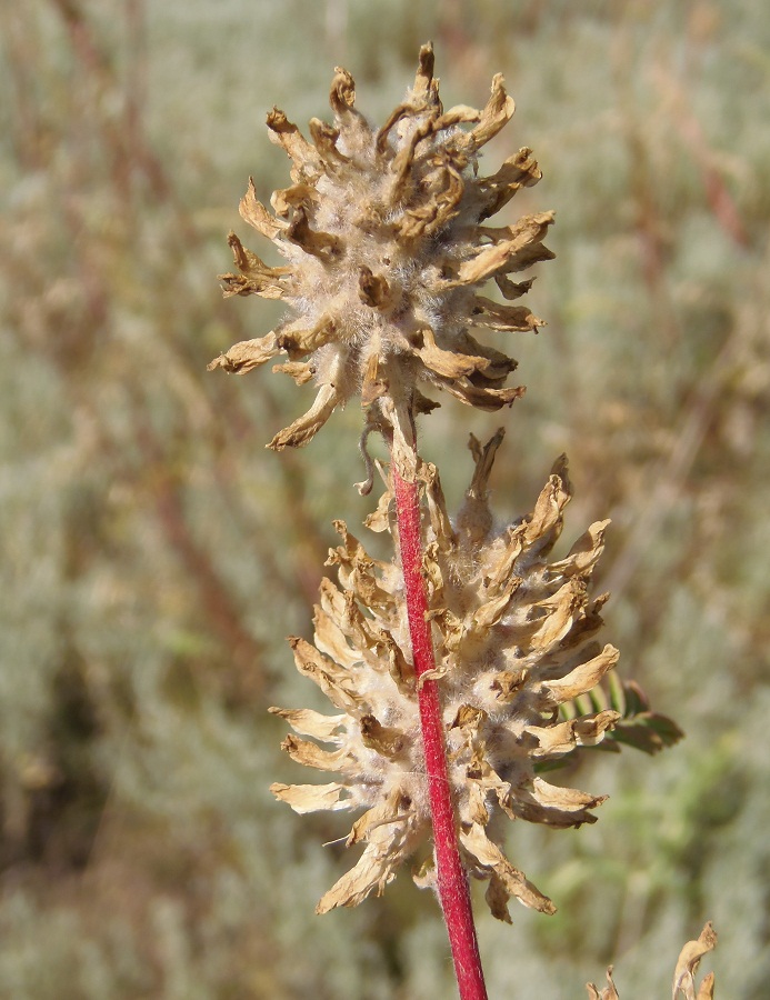 Изображение особи Astragalus ponticus.