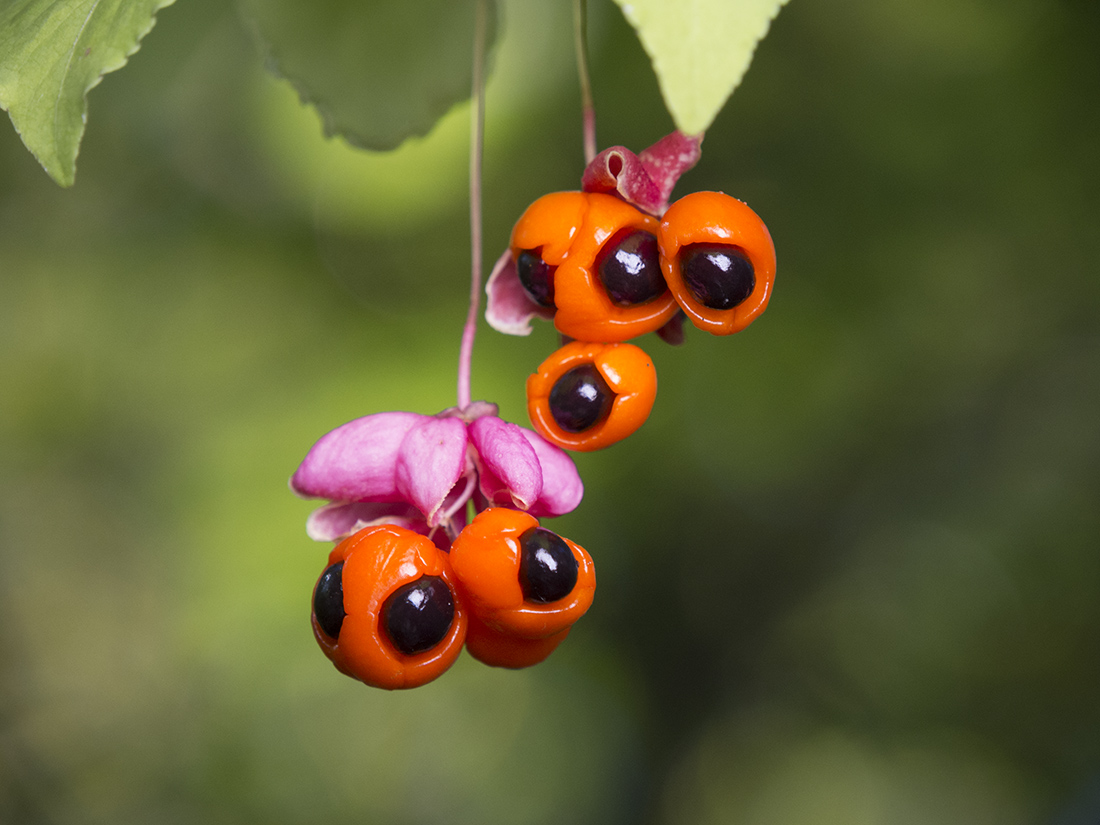 Изображение особи Euonymus verrucosus.