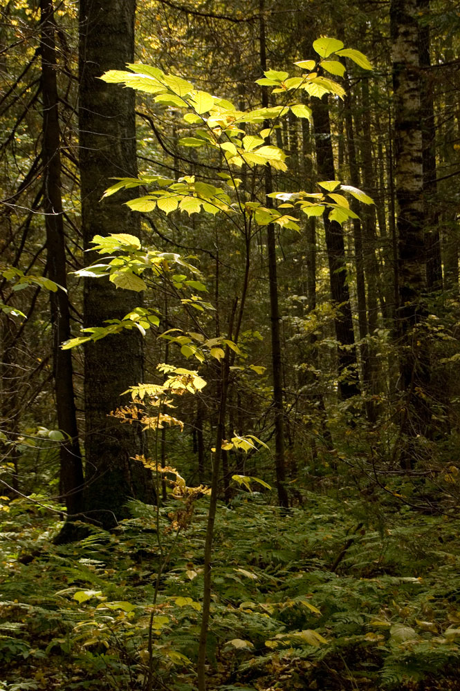 Изображение особи Ulmus glabra.