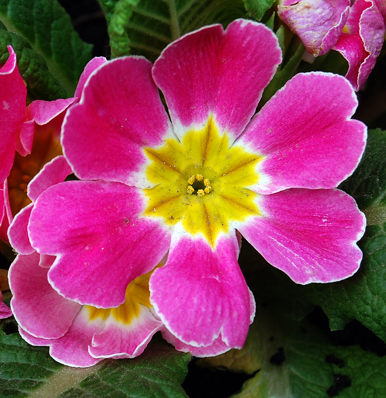 Изображение особи род Primula.