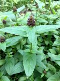 Prunella vulgaris